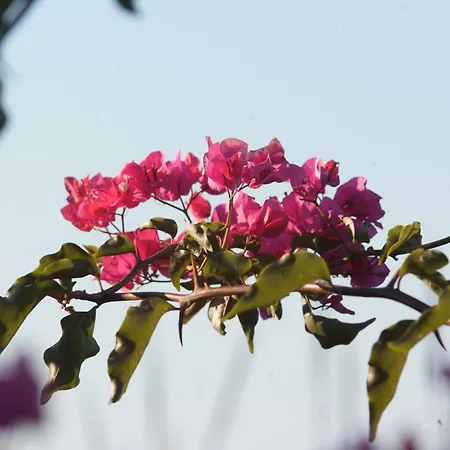 Lacona Pineta Vakantiepark 3*